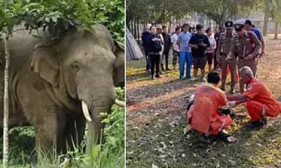 Rogue Elephant Kills Third Victim in Thailand's Khao Yai National Park