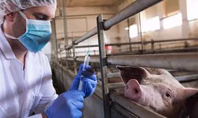 Spanish Health Alert Over Rare Suspected Human-to-Human Swine Flu Transmission