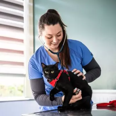 Vet's Five Key Kitten Care Mistakes to Avoid for New Cat Owners