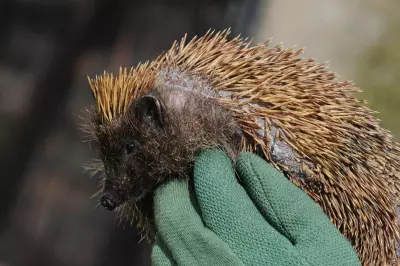 Wildlife Experts Warn: Hands Off Hedgehogs as They Emerge from Hibernation