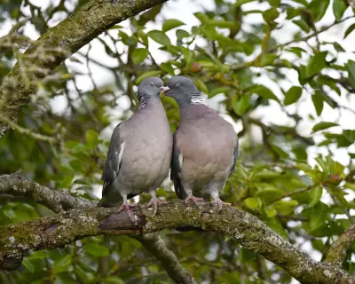 Wood Pigeon Courtship Rituals Echo Bridgerton's Grand Romance