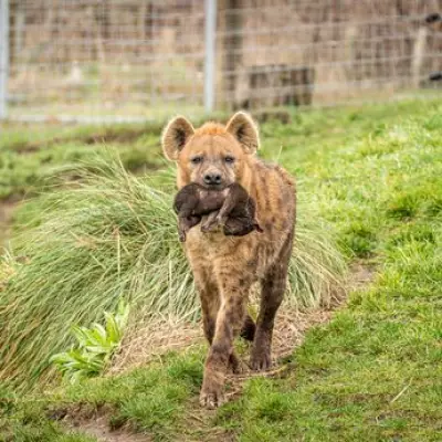 Yorkshire Wildlife Park's Hyena 'Supermum' Saves Cubs from Flooding