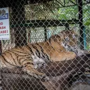 72 Tigers Die Suddenly in Thai Parks, Visitors Monitored for Health Risks