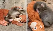 Abandoned Baby Monkey Finds Comfort in Stuffed Orangutan Toy at Japanese Zoo