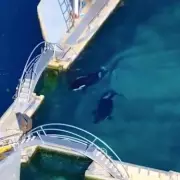 Abandoned French Zoo's Orcas Face Crushing Death in Rotting Tank