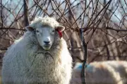 Agricultural Students Jailed for Sadistic Sheep Attack with Fireworks