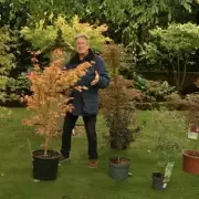 Alan Titchmarsh Reveals His Top Japanese Maple Picks for Stunning Gardens