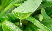 Aloe Vera Compounds Show Promise in Alzheimer's Treatment Research