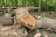 Ancient 500-Year-Old Oak Felled by Toby Carvery Was Alive, Investigation Reveals