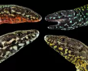 Ancient Lizard Colour Morphs Threatened by Aggressive Newcomer in Italy