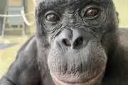 Ape Imagination Revealed: Bonobo Kanzi Demonstrates Pretend Play Ability