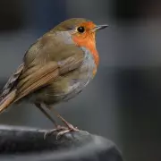 Attract Robins to Your Garden This Winter with One Simple Fruit