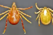 Australian Teen First in Country to Die from Tick-Induced Meat Allergy