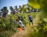 Australia's Pacific Worker Scheme: A Critical Analysis of Palm Oil Labour