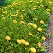 Banish Garden Weeds This February With This Simple Newspaper Trick