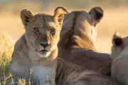 BBC's Big Cats 24/7 Follows World's Largest Lion Pride in Botswana