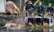 Beavers Legally Released in Somerset to Restore River and Wetland Habitats