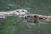 Beavers Return to Somerset in Landmark Reintroduction for Nature Restoration