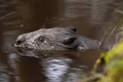 Beavers Return to South West England in Landmark Reintroduction Programme