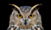 Beyond Night Owls and Morning Larks: Five Distinct Sleep Chronotypes Revealed