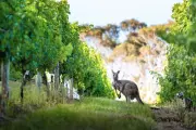 Beyond the Vines: Exploring Adelaide Hills' Hidden Gems Beyond Wine