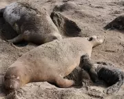 Bird Flu Outbreak Devastates Elephant Seal Pups on California Coast