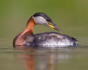 Birdwatchers Flock to Cheddar Reservoir as Winter Rains Bring Rare Grebe