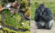 Bristol Zoo's Oldest Silverback Gorilla Dies After Controversial Move to New Habitat