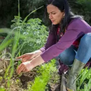 Butterfly Bush Warning: Invasive Plant Could Damage Homes More Than Knotweed
