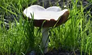 California Death Cap Mushroom Outbreak Claims Four Lives Amid Foraging Warnings
