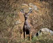 California's Catalina Island Mule Deer Face Controversial Extermination Plan