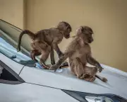 Cape Town's Baboon Boom Sparks Fierce Debate Over Coexistence and Control