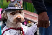 Carnival Celebrations Begin with Costumed Canines in Festive Display