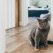 Cat Owner's Heartbreak After Pet Cam Reveals Lonely Night