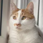 Cat Owner's Warning: How I Saved My Cat From Deadly Urethral Blockage