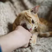 Cat Scratch Warning: Rare Bacteria Can Cause Brain Damage, Doctors Alert