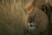 Cecil the Lion Documentary Airs Tonight on Channel 4