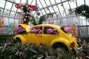 Chicago's 'Feelin' Groovy' Orchid Show Transports Visitors to the 1970s