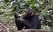 Chimpanzees Flirt Like Awkward Teens by Ripping Leaves, Expert Reveals