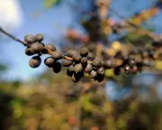 Climate Crisis Threatens Global Coffee Supply as Growing Nations Face Extreme Heat