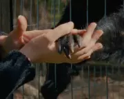 Collective Monologue Review: A Sensuous Zoo Study of Keeper-Creature Bonds