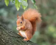 Conservationists Warn Habitat Loss Threatens Wales' Red Squirrel Survival