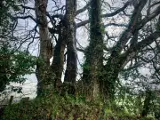 Country Diary: A Tale of Two Oak Trees in the English Countryside