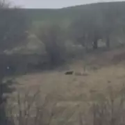 Couple Films Panther-Like Beast in Devon Countryside, Expert Weighs In