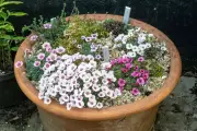 Creating Perfect Alpine Containers for Vibrant Spring Gardens