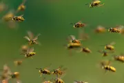 Cricket Umpire Dies and Players Injured in Bee Attack During Match