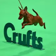 Crufts 2026: World's Greatest Dog Show Returns with Record-Breaking Scale