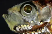 Deep-Sea Fish Vision Discovery Overturns Century-Old Biological Theory