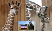 Detroit Zoo Grieves Loss of Baby Giraffe After Tragic Enclosure Accident