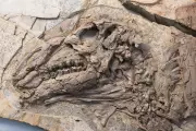 Dinosaur Skin Fossil Discovery Offers Unprecedented Cellular-Level Insight